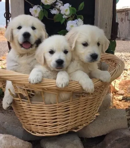 Golden Retriever Escolha hoje o filhotinho que vai conquistar seu coração