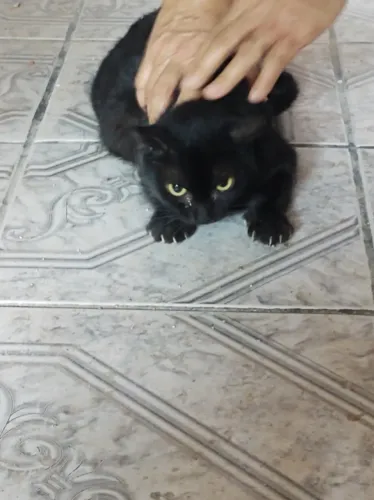 Gatinha CASTRADA para adoção