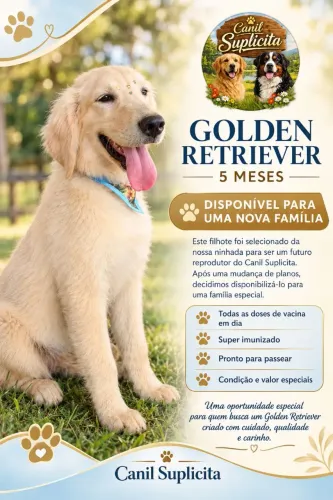Golden Macho com pedigree