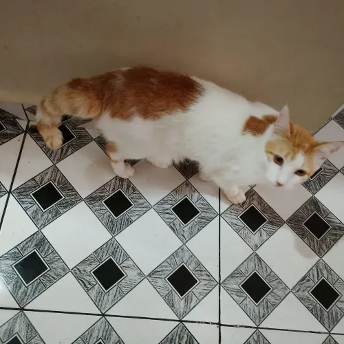 Doação de gatinha