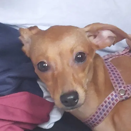 Pinscher 2 querendo um namorado