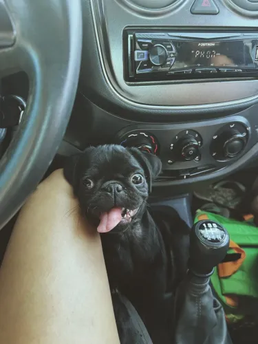 Pug Macho preto 