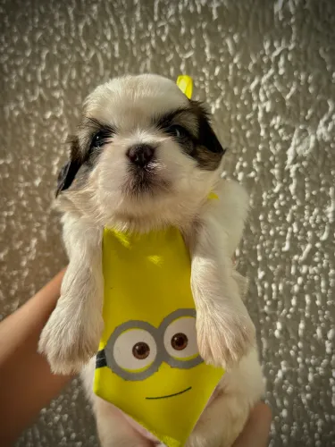 Shih-tzu macho disponível 