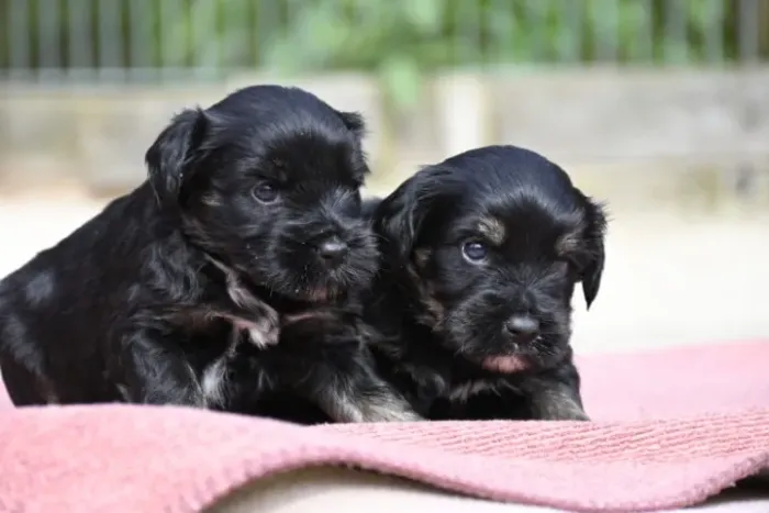 poodle x maltes
