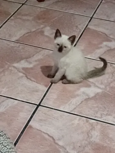 Gato siames