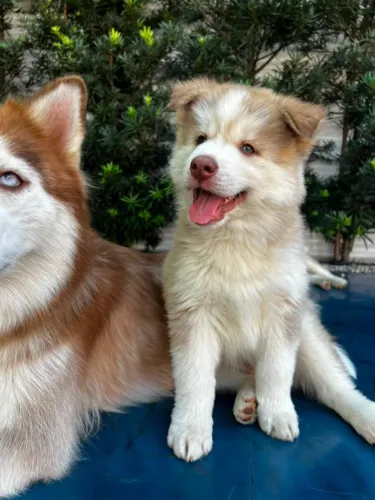 HUSKY SIBERIANO MACHO