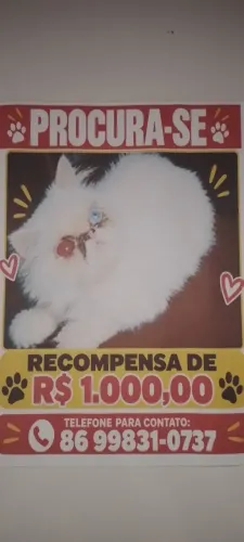 Estou  procurando uma  gatinha adulta  castrada 