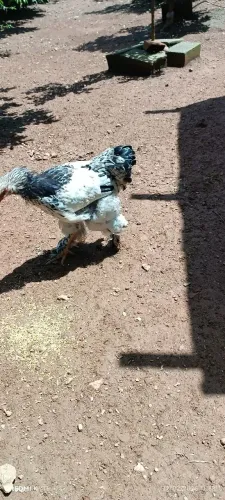 Frango e franga branhma light