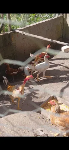galinha e galo caipira