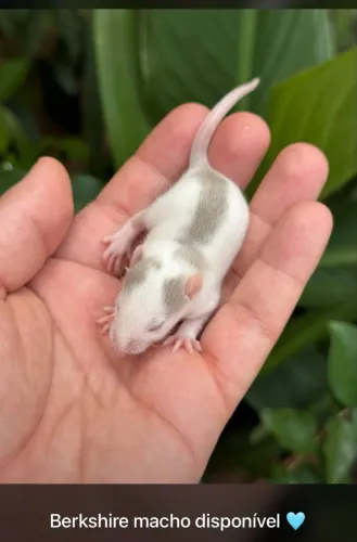 Filhotes de Twister 