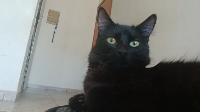 Doação Gatos pretos