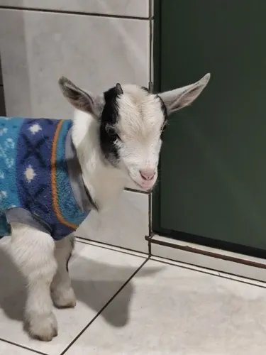 Mini cabra fêmea 