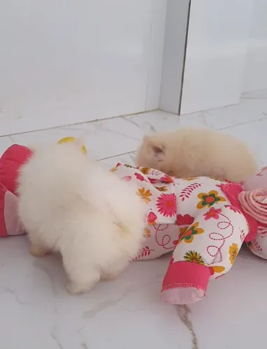 Spitz alemão 