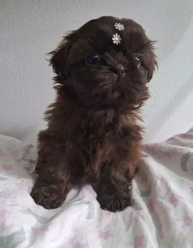 Shih tzu fêmea