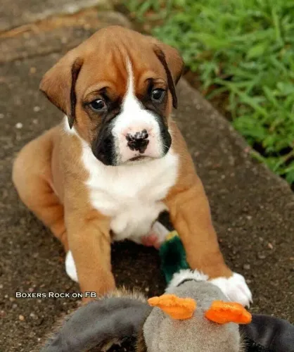Filhotes De Boxer - A Amizade Mais Pura Que Você Pode Ter Começado