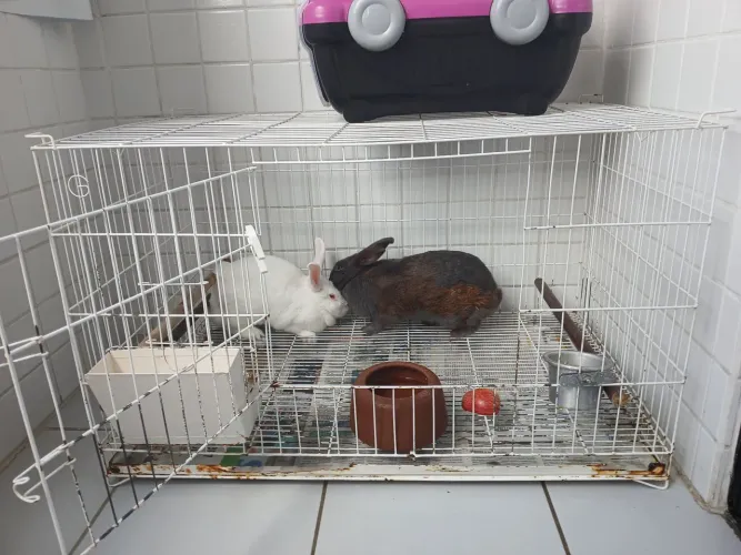 Vendo 2 coelhinhas + gaiola + caixa de transporte
