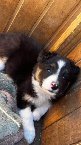 Border cooler com pedigree