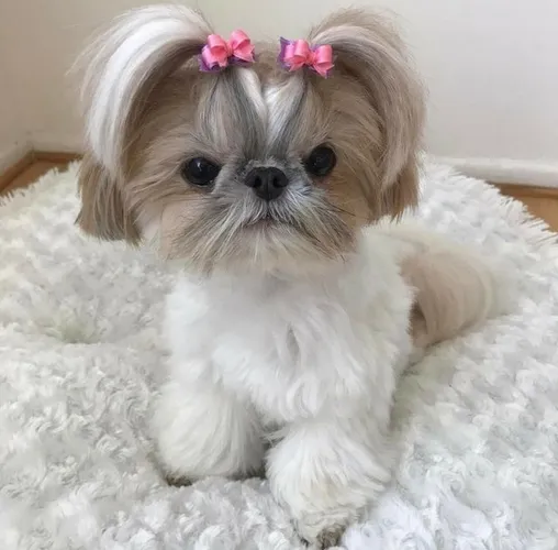 Shih Tzu, fêmeas e machinhos, vacinados, vermifugados e c garantias d saúde em contrato.