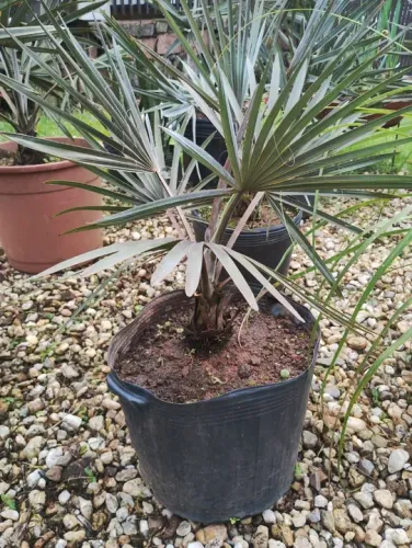 Palmeira Azul 