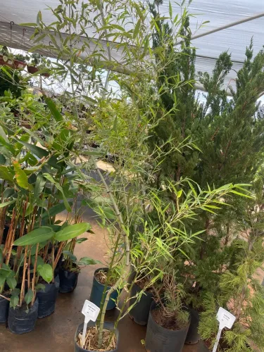 Muda de Bambu Mosso