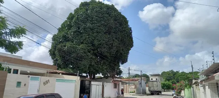 Poda de árvores ? limpeza de coqueiros e remoção do material  * 