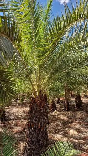 palmeira tamareira  dactilefera produzindo 1.30 mt 