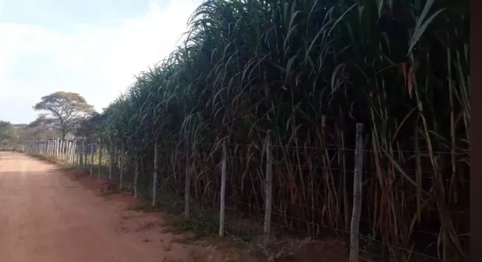 PLANTE CAPIAÇU AGORA NAS CHUVAS , PRA SORRIR NO VERAO