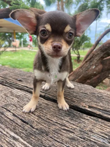 Chihuahua fêmea 