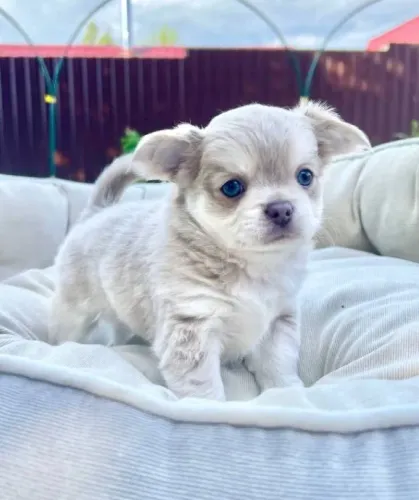 Chihuahua Macho Mini - Pequeno, Charmoso e com Focinho Curtinho!