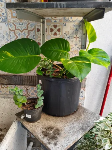 Planta jibóia grande adubada
