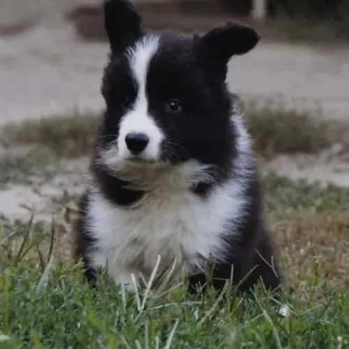 Filhotes de Border Collie | Puro encanto familiar!