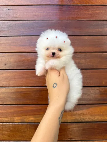 Femea de Spitz Alemão Anão (Lulu da Pomerânia)