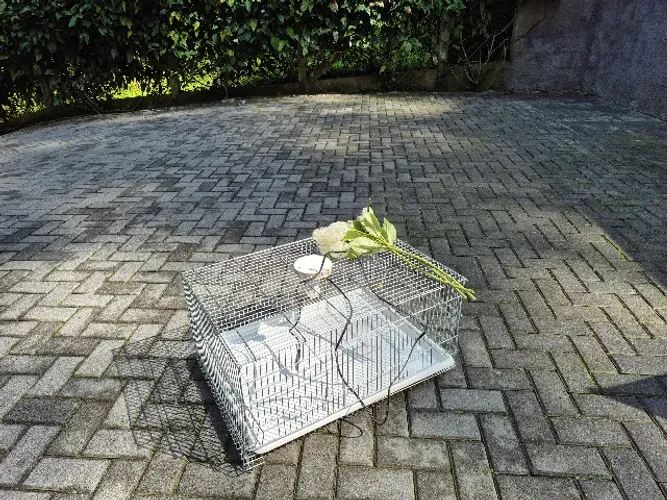 gaiola aramada para criar galinhas