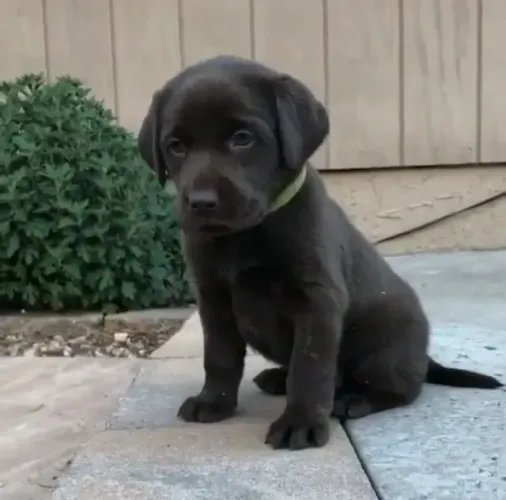 Labrador Padrão CBKC
