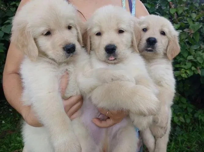 Golden retriever pedigree / recibo/ garantia de saúde