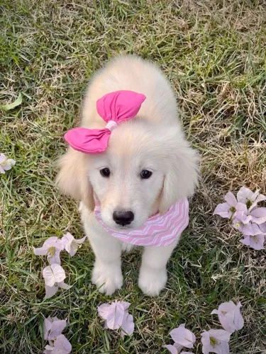  Golden Retriever Triunfokennel 