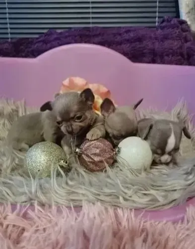 Chihuahua Macho Tricolor: Diversão e Carinho em Um Só Pacote!