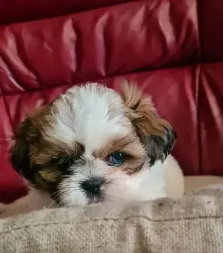 Filhote de Shih Tzu: seu novo companheiro de aventuras e carinhos!