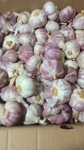 Caixa alho Número 6 - 10kg