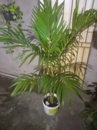 Palmeira de 1,70cm
