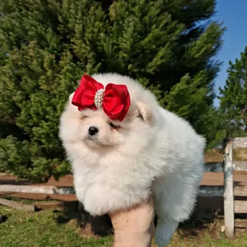 Lulu da Pomerânia anã fotos reais do filhote