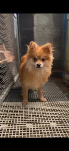 Lulu da Pomerânia