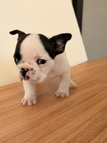 Filhote buldogue francês macho