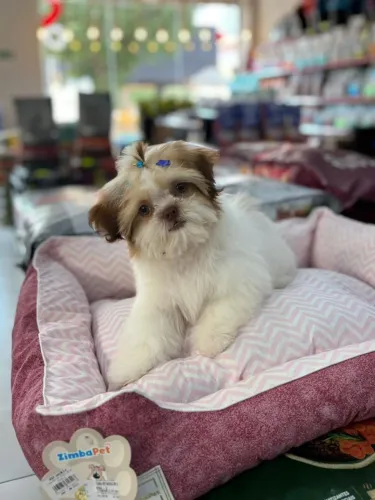 Shih-tzu fêmea