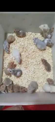 Hamster angorá