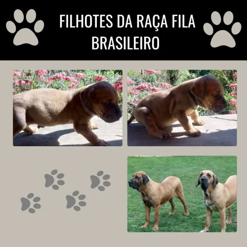 Filhote fila brasileiro macho
