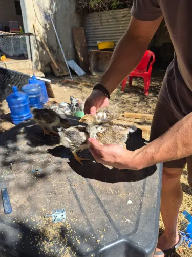 Gsb pintinhos (galinha sertaneja balão)