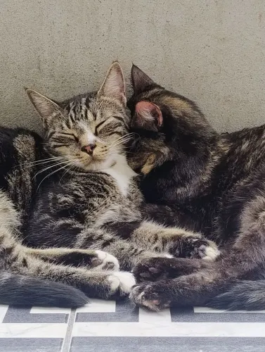 Doação de Gatos 