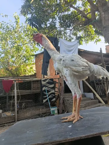 Frangos indio gigante disponível