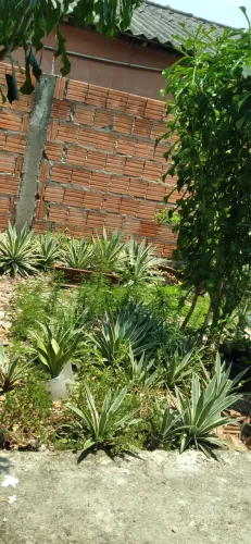 Agaves 